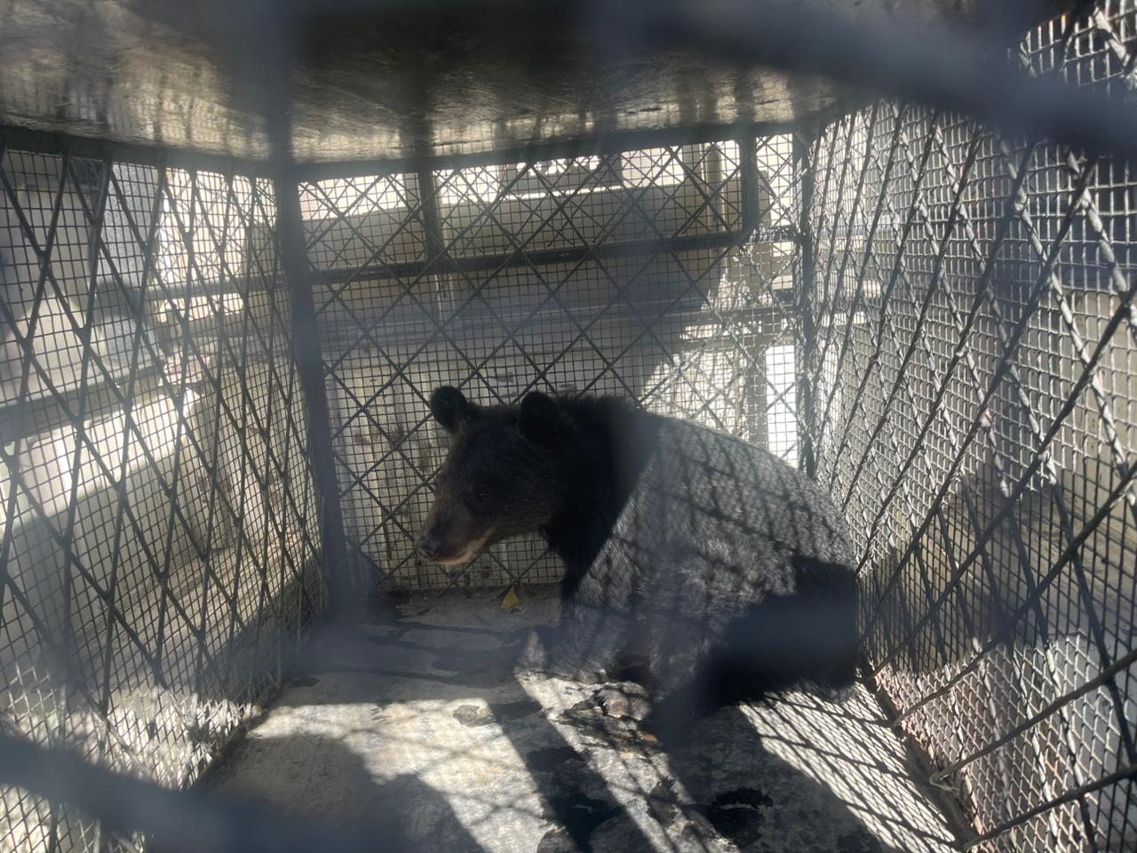 मुस्ताङको घरपझोङ गाउँपालिका–१ चिमाङ गाउँमा हिमाली कालो भालुको बच्चा