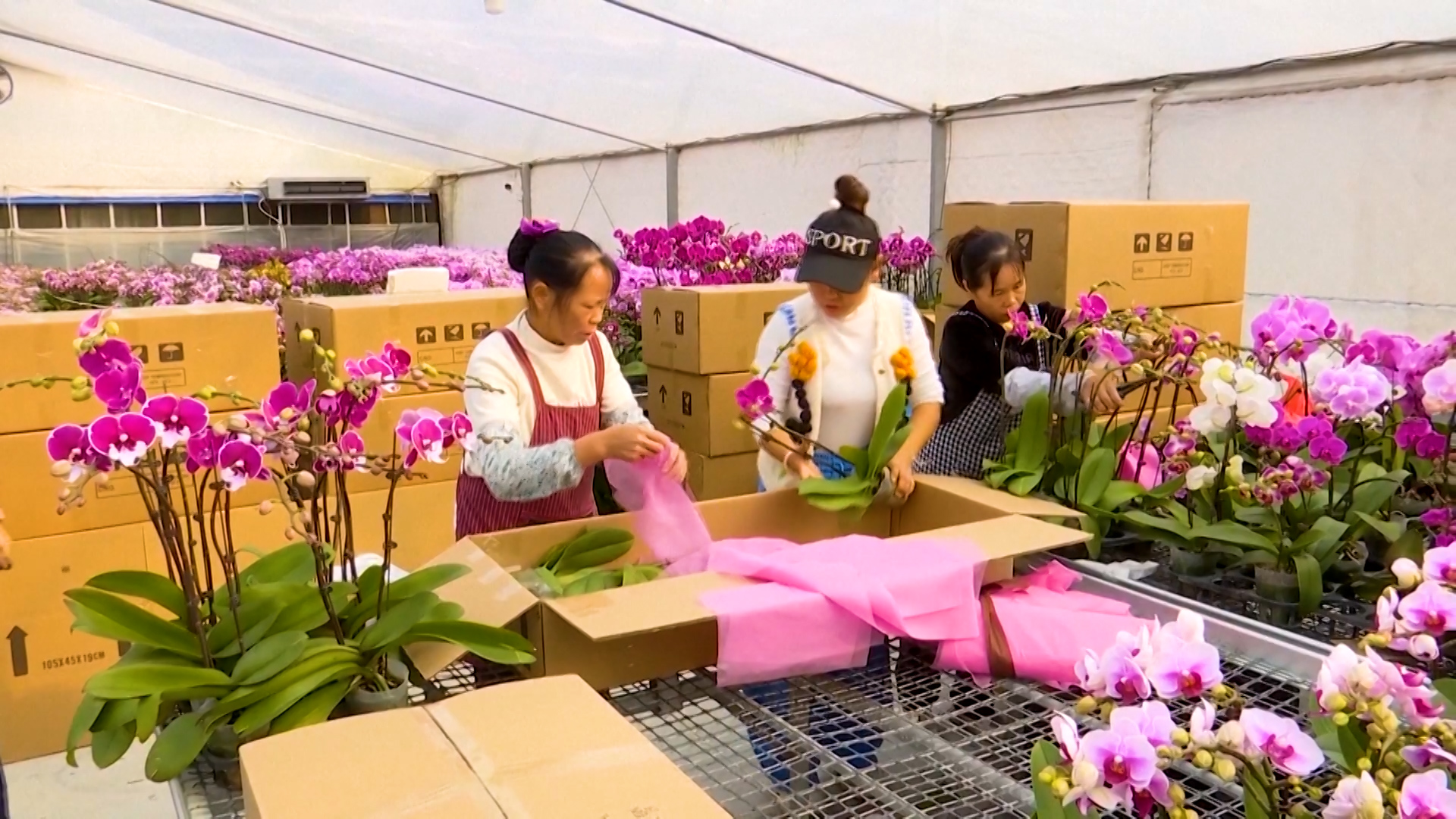 चीनमा उत्पादित अर्किडको निर्यात बढ्यो